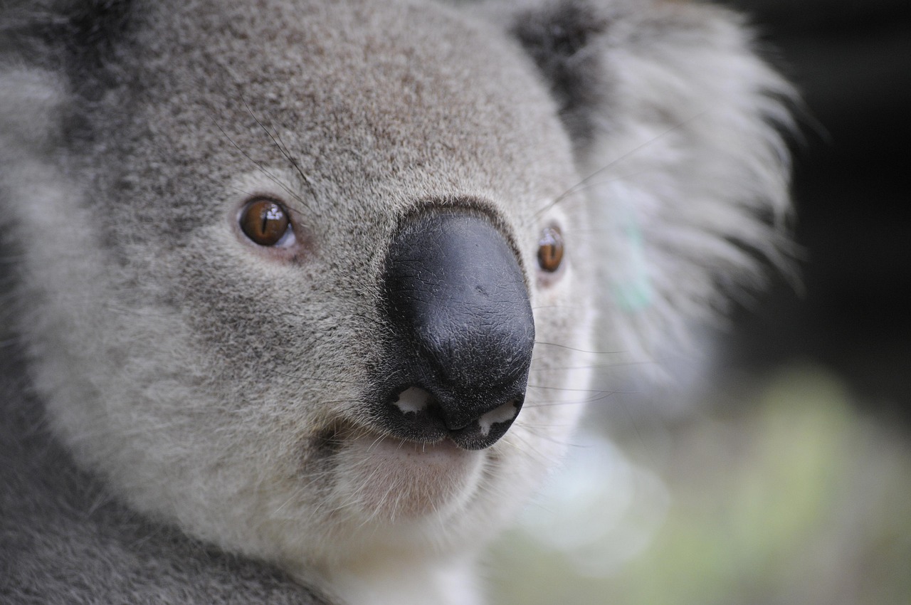 Understanding Australia's Housing Market in 2026: A Guide for Immigrants